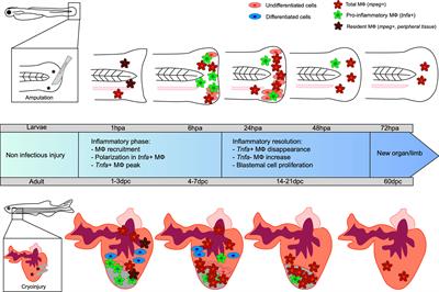 The Role of Macrophages During Zebrafish Injury and Tissue Regeneration Under Infectious and Non-Infectious Conditions